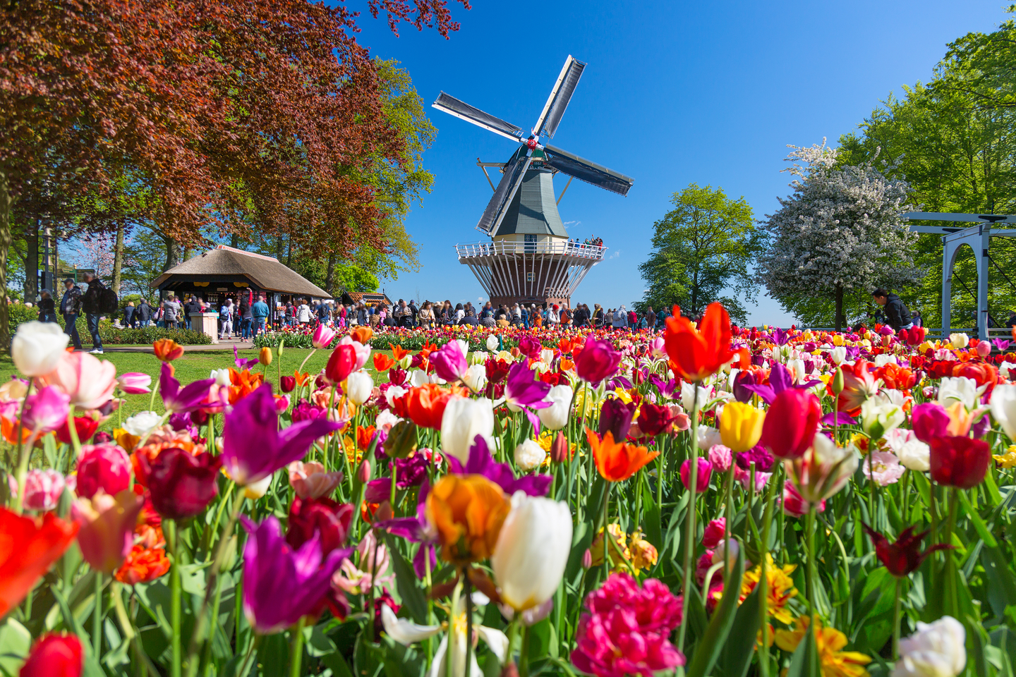 Keukenhof 